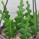 Fishbone Cactus Epiphyllum Anguliger Ric Rac Cactus Zig Zag Cactus In 6" Pot Indoor Outdoor Garden G