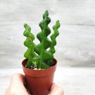 Fishbone Cactus Epiphyllum Anguliger Ric Rac Cactus Zig Zag Cactus In 3"Pot Indoor Outdoor Garden Ga
