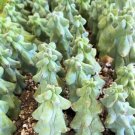 Myrtillocactus Geometrizansboobie Cactuslophocereus Schottii In 4" Pot Indoor Outdoor Garden Gardeni