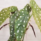 Angelwing Begoniabegonia Maculata| Begonia Wightii Spotted Begonia In 4" Pot Indoor Outdoor Garden G