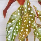 Angelwing Begoniabegonia Maculata| Begonia Wightiispotted Begonia-In 3"Pot Indoor Outdoor Garden Gar