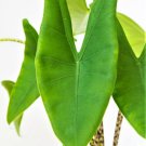 Alocasia Zebrina "Reticulata" Alocasia Reticulta Alocasia Zebra In 3" Pot Indoor Outdoor Garden Gard