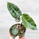 Alocasia Pink Princess Live Plant Alocasia Baginda Pink Dragon In 3" Pot Indoor Outdoor Garden Garde