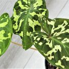 Alocasia Hilo Beautycaladium Hilo Beautycolocasia Hilo Beauty In 3" Pot Indoor Outdoor Garden Garden