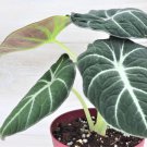 Alocasia Black Velvet Alocasia Reginula Black Velvet In 3" Pot Indoor Outdoor Garden Gardening