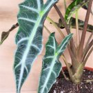 Alocasia Bambinoalocasia Pollyalocasia African Maskalocasia Amazonica In 3"Pot Indoor Outdoor Garden