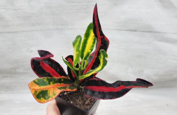 Croton Mammy Codiaeum Variegatum Croton Tie Dyecroton Bush On Fire In 3" Pot Indoor Outdoor Garden G