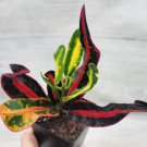 Croton Mammy Codiaeum Variegatum Croton Tie Dyecroton Bush On Fire In 3" Pot Indoor Outdoor Garden G