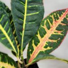 Croton Petra Codiaeum Variegatum Golden Petra Miracle Bush Indoor Outdoor Garden Gardening