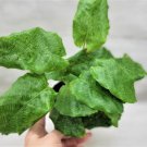 Calathea Musaica Live Plant Calathea Network Maranta Bella Plant In 3" Pot Indoor Outdoor Garden Gar