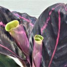 Calathea Purpley Calathea Rosey Roseopicta Rosy Variegated In 3" Pot Indoor Outdoor Garden Gardening