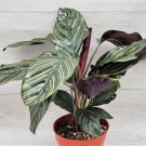 Calathea Ornata Pink Pinstripe Plant Dark Glossy Emerald Prayer In 3" Pot Indoor Outdoor Garden Gard