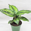 Beauty Star- Calathea Ornatatricolor Calathea Beauty Star- In 3" Pot Indoor Outdoor Garden Gardening