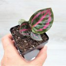 Calathea Rosy Calathea Rosey Roseopicta Clathea Roseapicta In 3" Pot Indoor Outdoor Garden Gardening