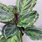 Calathea Medallion Peacock Calathea Marion Calathea Jungle Cat In 3" Pot Indoor Outdoor Garden Garde