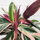 Stromanthe Triostar Calathea Triostartricolor Prayer Plantcalathea In 3"Pot Indoor Outdoor Garden Ga Stromanthe Triostar Calathea Triostartricolor Prayer Plantcalathea In 3"Pot Indoor Outdoor Garden Ga