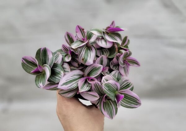 Tradescantia Nanouk Variegated Wandering Jew Rooted Live Plant In 4 ...