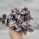 Tradescantia Nanouk Variegated Wandering Jew Rooted Live Plant In 4" Pot Indoor Outdoor Garden Garde