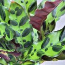 Calathea Lancifolia Rattlesnake Plant Prayer Plantcalathea Live In 3" Pot Indoor Outdoor Garden Gard