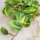 Philodendron Brazil Philodendron Brasil Rare Live Brasil In 4" Pot Indoor Outdoor Garden Gardening