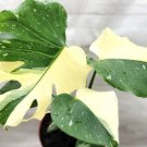 Monstera Thai Constellation Live Plant Variegated Monstera- In 3" Pot Indoor Outdoor Garden Gardenin