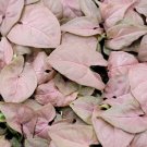 Syngonium Pink Syngonium Coral Podophyllum Arrowhead Plant In 3" Pot Indoor Outdoor Garden Gardening