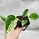 Marble Queen Pothos Variegated Indoor Live Plant Snow Queen Pothos- In 3" Pot Indoor Outdoor Garden 