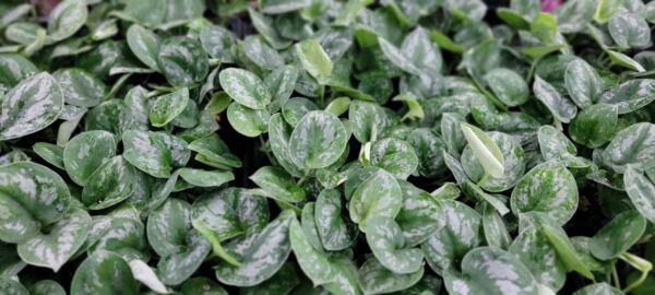 Scindapsus Silvery Anne Pothos Silver Satin Pictus Argyraeus In 3" Pot Indoor Outdoor Garden Gardeni