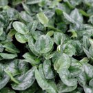 Scindapsus Silvery Anne Pothos Silver Satin Pictus Argyraeus In 3" Pot Indoor Outdoor Garden Gardeni