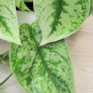 Pothos Exotica Silver Satin Scindapsus Pictus Argyraeus Live Plant In 3" Pot Indoor Outdoor Garden G