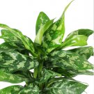 Aglaonema Jade Live Plant Aglaonema Wishes Chinese Evergreen-In 3" Pot Indoor Outdoor Garden Gardeni