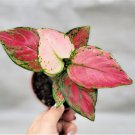 Aglaonema Lucky Red Live Plant Chinese Evergreen Aglaonema Wishesin 4" Pot Indoor Outdoor Garden Gar Aglaonema Lucky Red Live Plant Chinese Evergreen Aglaonema Wishesin 4" Pot Indoor Outdoor Garden Gar