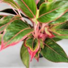 Aglaonema Siam Aurora Aglaonema Firecracker Variegated Lady Valentine Aglaone Indoor Outdoor Garden 