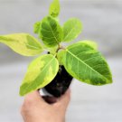 Ficus Altissima Yellow Gem Ficus Vareigated Yellow Gem In 3" Pot Indoor Outdoor Garden Gardening Ficus Altissima Yellow Gem Ficus Vareigated Yellow Gem In 3" Pot Indoor Outdoor Garden Gardening