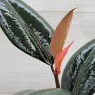 Ficus Burgundy Rare Variegated Rubber Plant Ficus Elastica Burgundy In 3" Pot Indoor Outdoor Garden Ficus Burgundy Rare Variegated Rubber Plant Ficus Elastica Burgundy In 3" Pot Indoor Outdoor Garden