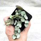 Silver Glory String Of Hearts Ceropegia Woodii In 3" Pot Indoor Outdoor Garden Gardening