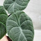 Silver Alocasia Maharani Alocasia Melo Alocasia Grey Dragon In 3" Pot Indoor Outdoor Garden Gardenin