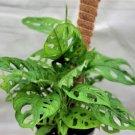 Monstera Adansoniiphilodendron Swiss Cheese Philodendron In 3" Pot Indoor Outdoor Garden Gardening
