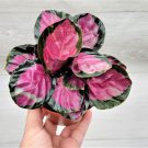 Calathea Rosy Pink Calathea Rosey Roseopicta Clathea Roseapicta In 3" Pot Indoor Outdoor Garden Gard