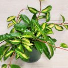 Hoya Carnosa Krimson Princess Live Plan-In 3" Pot Indoor Outdoor Garden Gardening