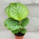 Calathea Orbifolia Orbit Peacock Plant In 3"Pot Indoor Outdoor Garden Gardening