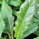 Philodendron Jungle Boogie Tiger Tooth Martianum "Jungle Boogie" In 3" Pot Indoor Outdoor Garden Gar