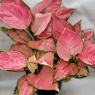 Aglaonema Wishes Aglaonema Pink Lady Valentine Chinese Evergreen In 3" Pot Indoor Outdoor Garden Gar
