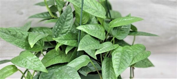 Cebu Blue Pothos Rare Cebu Blue Epipremnum Pinnatum Live Plant In 3" Pot Indoor Outdoor Garden Garde