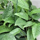 Cebu Blue Pothos Rare Cebu Blue Epipremnum Pinnatum Live Plant In 3" Pot Indoor Outdoor Garden Garde