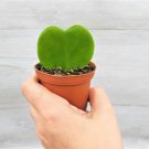 Hoya Kerrii Sweetheart In 3" Pot Heart Shape Leaves Plant Indoor Outdoor Garden Gardening