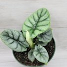 Alocasia Baginda Silver Dragon Stunning Foliage House Plants In 3" Pot Indoor Outdoor Garden Gardeni