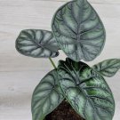 Alocasia Baginda Dragon Scale Stunning Foliage House Plants In 3" Pot Indoor Outdoor Garden Gardenin