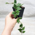Hoya Krohniana Eskimo Hoya Krohniana|Hoya Eskimo Spade Shaped Hoya In 3" Pot Indoor Outdoor Garden G