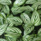 Calathea Vittata Peacock Plant Prayer Brushstroke Plant In 3" Pot Indoor Outdoor Garden Gardening